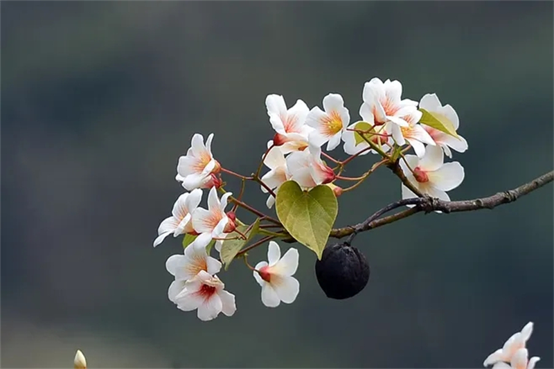 清明節(jié)︱緬懷過去，珍惜當(dāng)下！