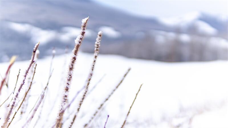 大雪節(jié)氣︱時雪轉甚，萬物閉藏