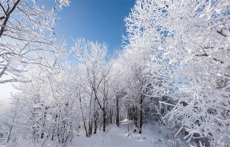 大雪節(jié)氣︱時雪轉甚，萬物閉藏