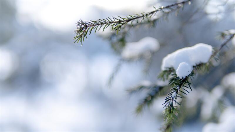 大雪節(jié)氣︱時雪轉甚，萬物閉藏