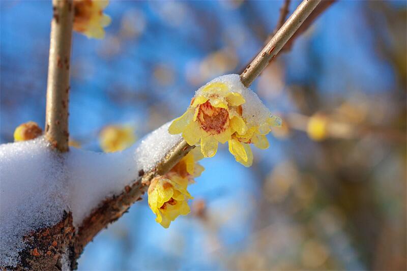 大雪節(jié)氣︱時雪轉甚，萬物閉藏