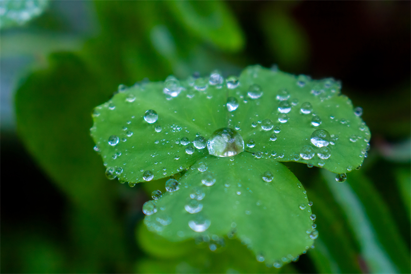 雨水節(jié)氣︱和風(fēng)攜細(xì)雨，萬物喚春歸