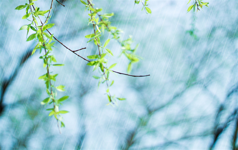 雨水節(jié)氣︱和風(fēng)攜細(xì)雨，萬物喚春歸