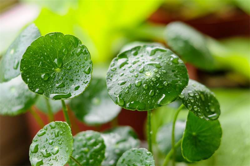 雨水節(jié)氣︱和風(fēng)攜細(xì)雨，萬物喚春歸