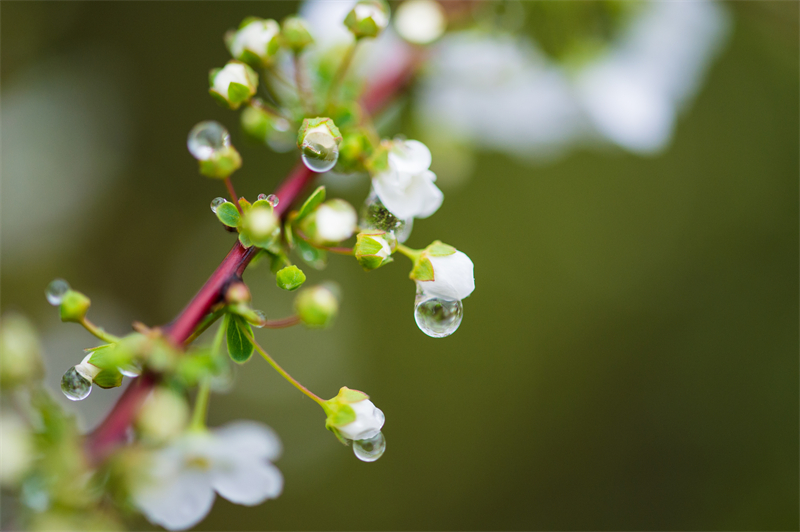 雨水節(jié)氣︱和風(fēng)攜細(xì)雨，萬物喚春歸