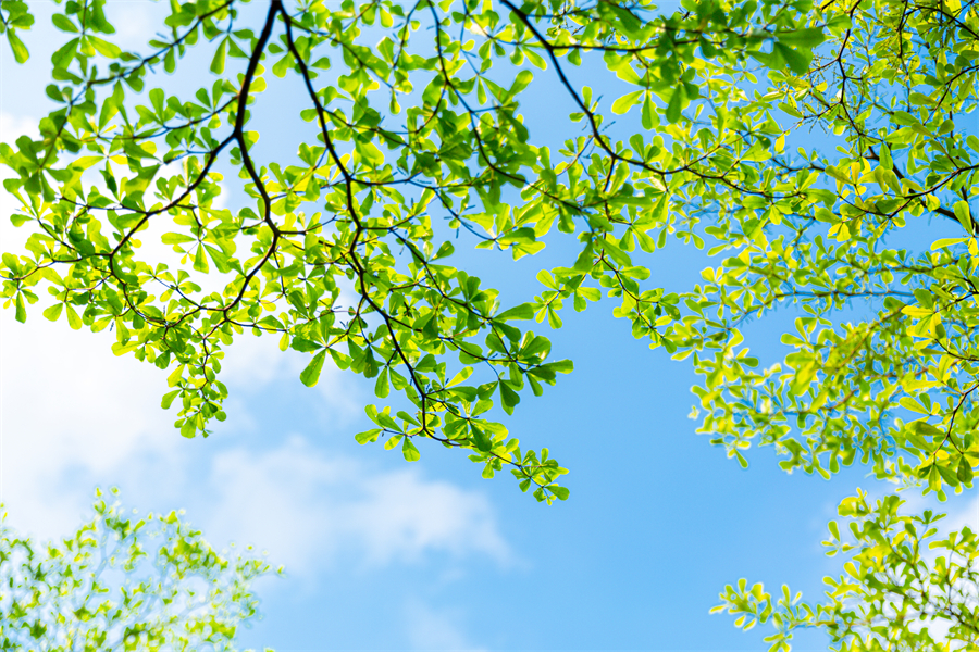 立夏節(jié)氣︱盼夏來(lái)迎暑，萬(wàn)物發(fā)生機(jī)