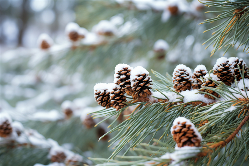 大雪節(jié)氣將至，室內(nèi)甲醛還會“超標(biāo)”嗎？