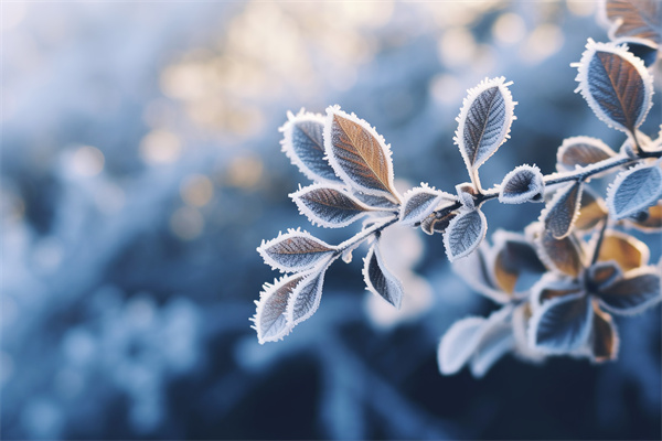 霜降節(jié)氣︱初霜凝而秋漸遠